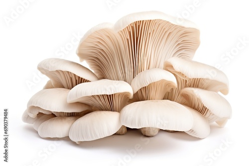 White colored oyster mushroom, isolated.