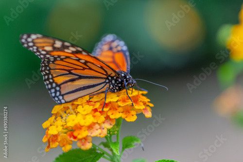 monarch butterfly on flower © Ana Tramont