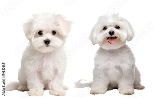 Set of Cute Maltese White Doggies: Sitting Puppy and Adult Maltese Canines, Isolated on Transparent Background, PNG