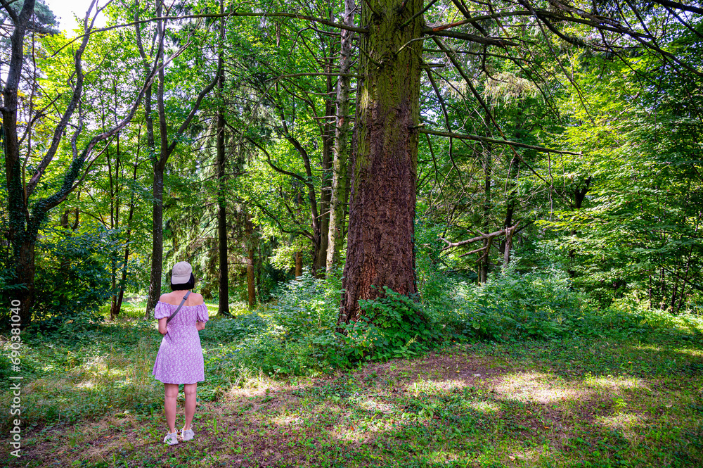 Beautiful summer forest with different trees. Pine forest beautiful background.
