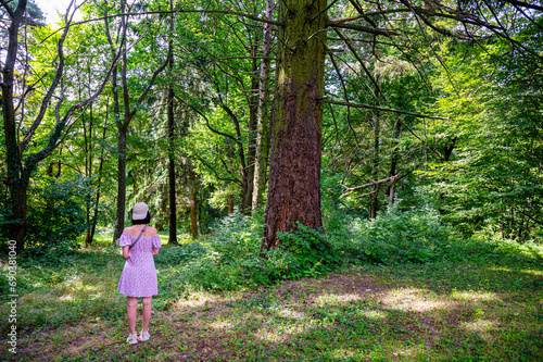 Obraz na płótnie Beautiful summer forest with different trees. Pine forest beautiful background. w salonie