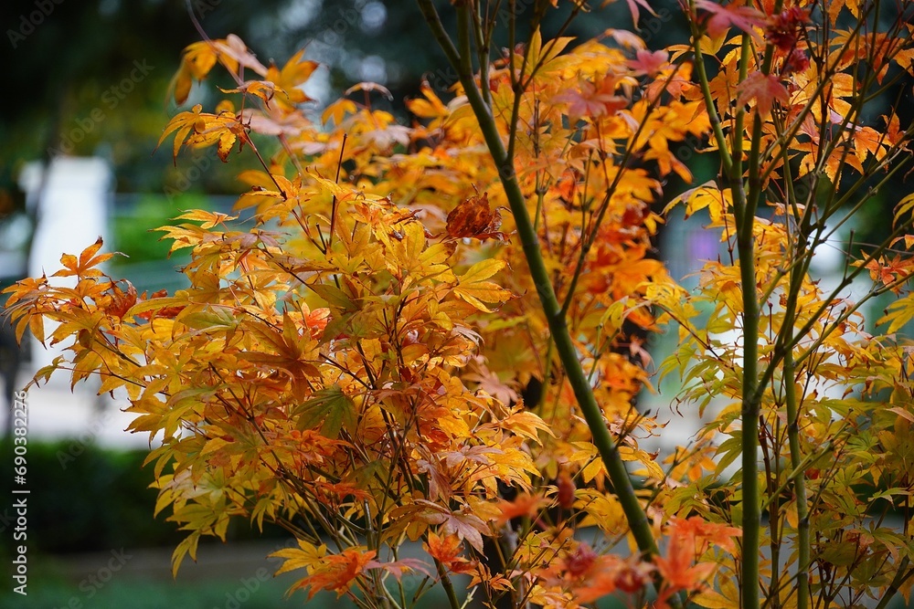 Japanese Maple tree, or Acer palmatum orange leaves in autumn Japanese Maple tree, or Acer palmatum orange leaves in autumn