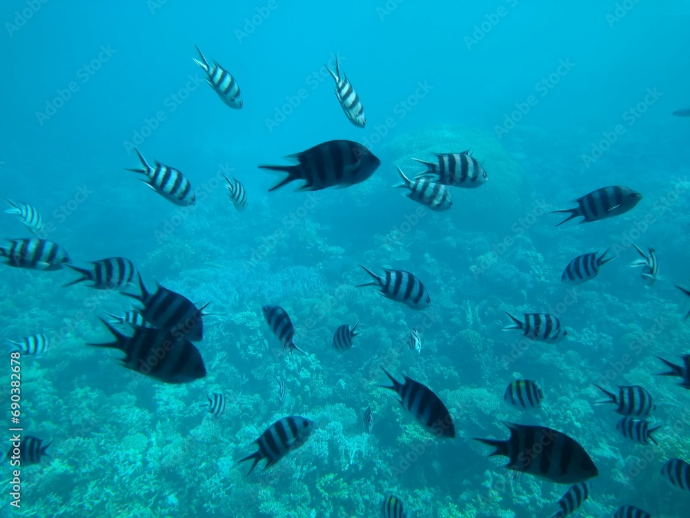 Naklejka premium The underwater world of the sea with corals and schools of fish