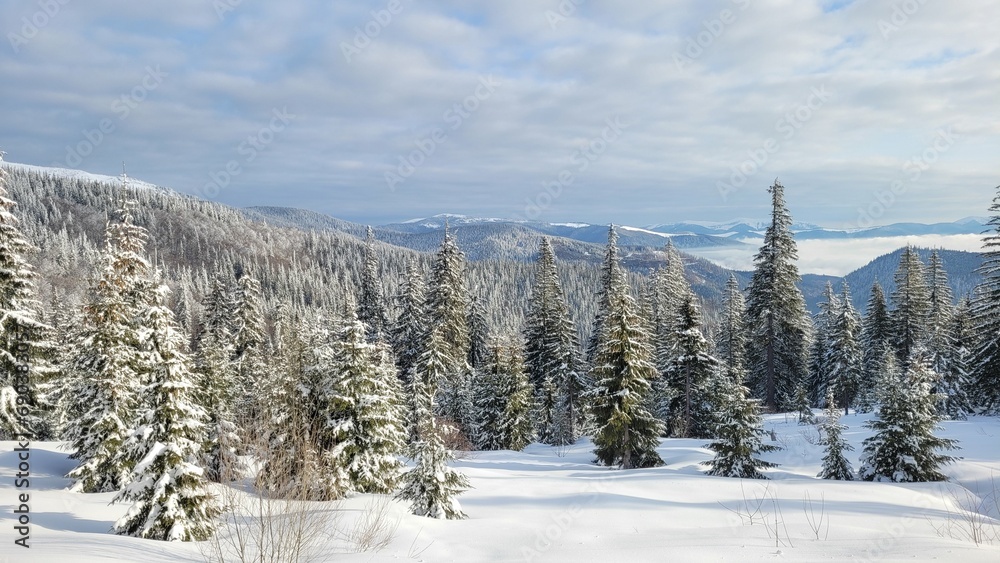 ski resort in the mountains. Small Christmas trees in the snow. Dragobrat, Transcarpathian region, Ukraine