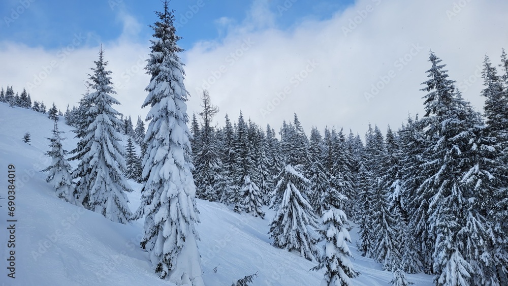 snow covered pine tree forest in winter. snow covered pine tree forest in winter.
