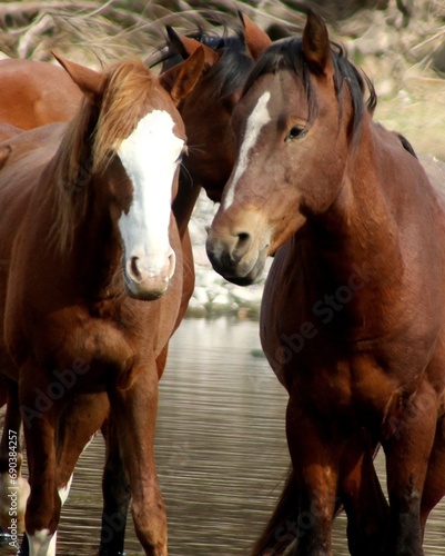 Pair of Salt River Wild Horses 