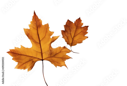 Collection of autumn leaves isolated on transparent or white background
