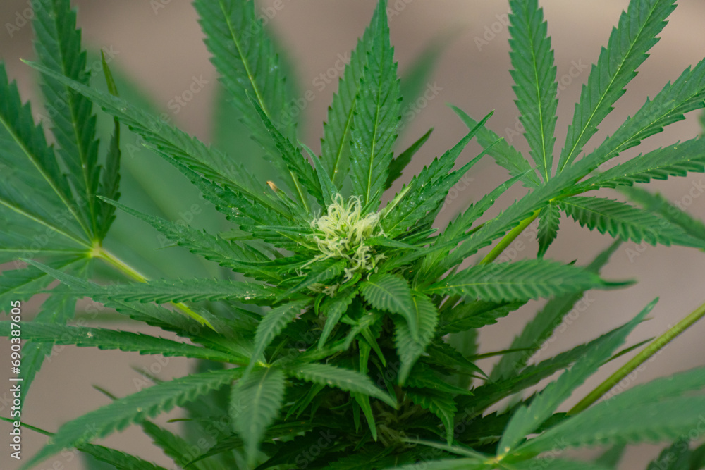 Young buds growing between the leaves of a cannabis plant Young buds growing between the leaves of a cannabis plant