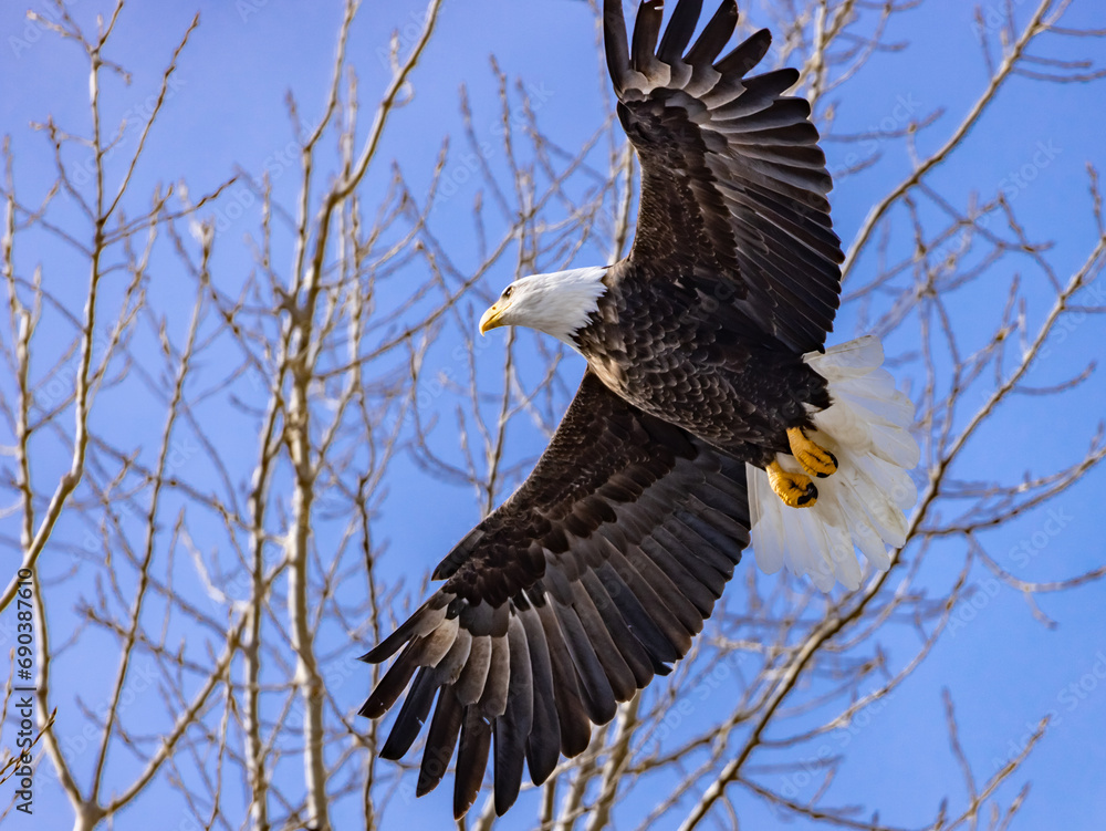 Obraz premium American bald eagle Landing