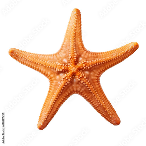 Starfish isolated on transparent background