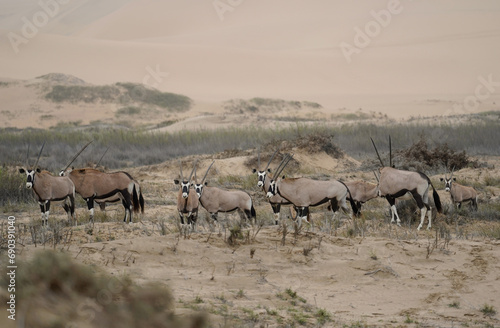 Herd of Oryx in the sand dunes, Namib Naukluft National Park