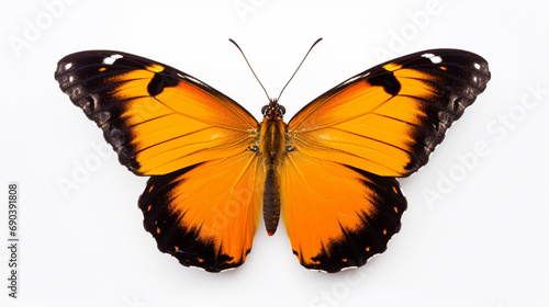 natural butterfly isolated on white background. generative ai © Witri
