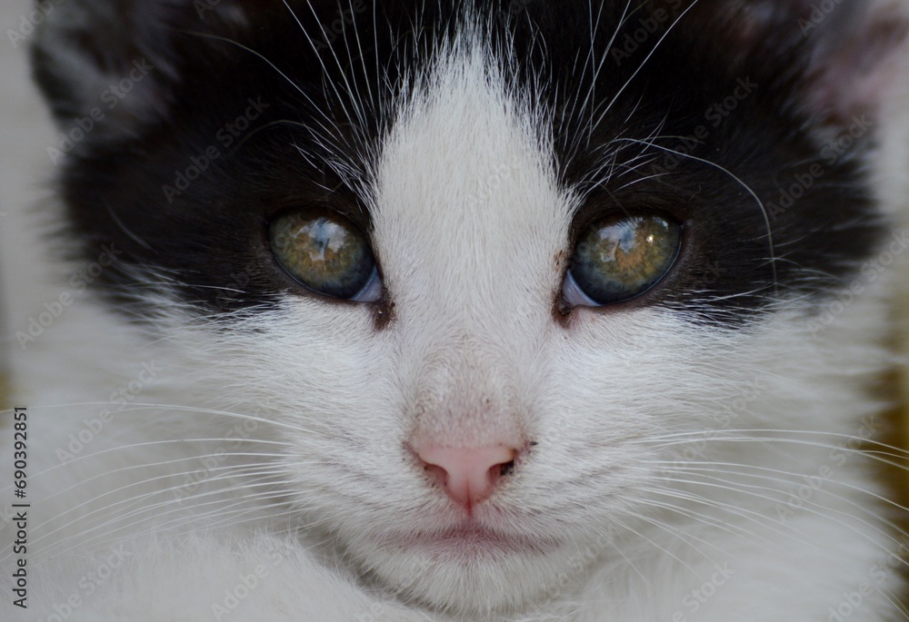 a little kitten with big eyes a little kitten with big eyes