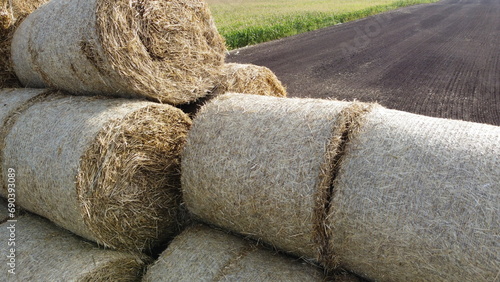 Many bales of straw in the field. Many bales rolls of wheat straw stacked together in field after harvest on summer day. Agricultural agro-industrial agrarian field. agribusiness. Aerial drone view.