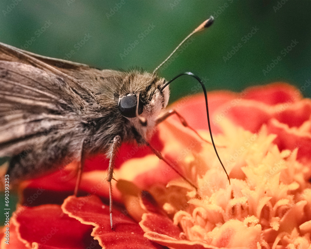 Obraz premium Extreme close-up of a tan and brown Skipper Butterfly using its long proboscis tongue to retrieve nectar from an orange marigold flower. Long Island, New York, USA