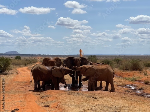 Canvas Print elephants in the savannah
