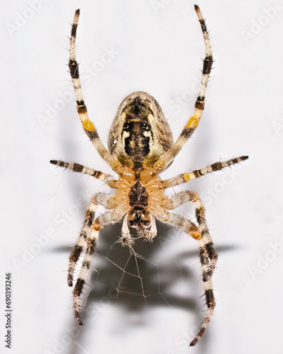 Close-up of the underside a predatory Cross Orb Weaver European Garden Spider (Araneus diadematus). Ventral view, Long Island, New York, USA.