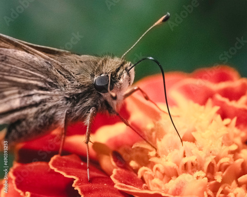 Extreme close-up of a tan and brown Skipper Butterfly using its long proboscis tongue to retrieve nectar from an orange marigold flower. Long Island, New York, USA