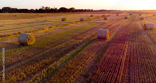 Many bales of wheat straw twisted into rolls with long shadows after wheat harvest lie on field during sunset sunrise. Flying over straw bales rolls on field. Aerial drone view. Agricultural landscape photo