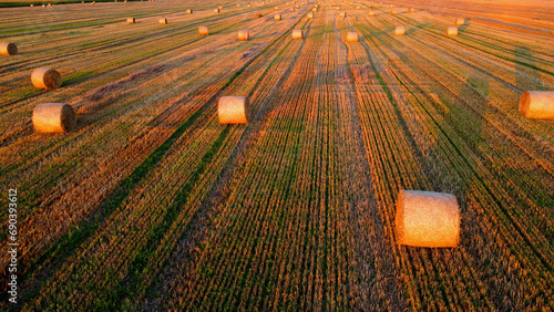 Many bales of wheat straw twisted into rolls with long shadows after wheat harvest lie on field during sunset sunrise. Flying over straw bales rolls on field. Aerial drone view. Agricultural landscape