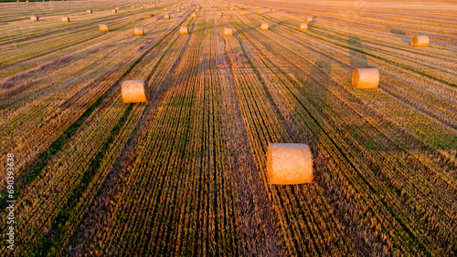 Many bales of wheat straw twisted into rolls with long shadows after wheat harvest lie on field during sunset sunrise. Flying over straw bales rolls on field. Aerial drone view. Agricultural landscape