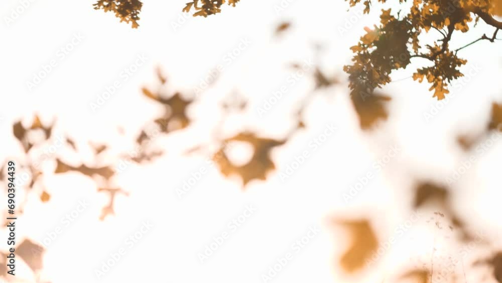 Schoolgirl swinging back and forth on swing with sunset serving on