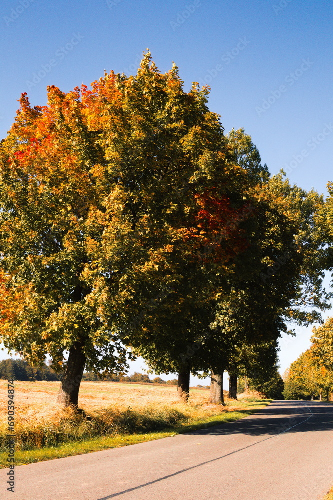 droga, jesień, droga jesienna, drzewa, road, autumn, sentyment, fall, calm