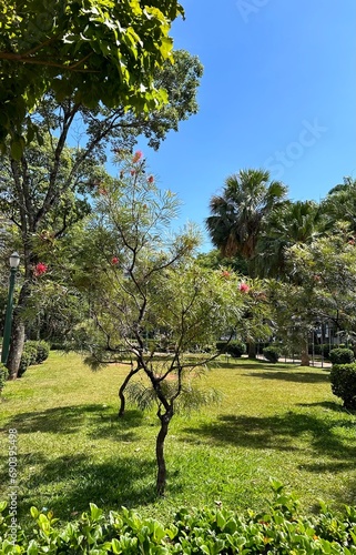 tree in the park photo