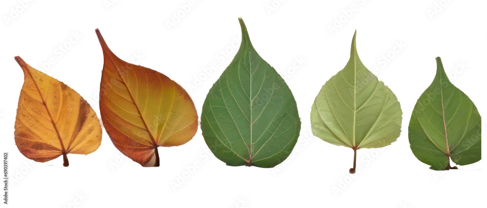 Obraz premium leaves, palm, Ferns, tree, eco, herb, Complete set, including set, isolated. Generative AI