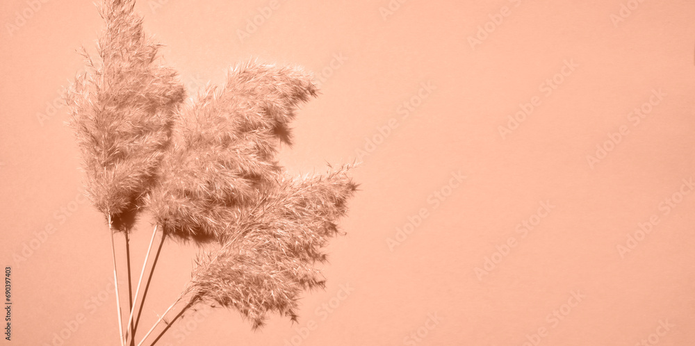Fototapeta premium Three branches of dry pampas grass on a beige background. Monochrome. Banner, flat lay, place for text. Peach fuzz is color of year 2024.