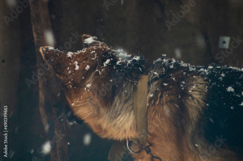 the dog is covered in snow. german shepherd covered with snow