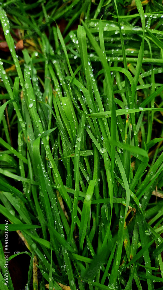 Green Grass with Water Drops. Green Fresh Summer Nature background. Green Grass with Water Drops. Green Fresh Summer Nature background.