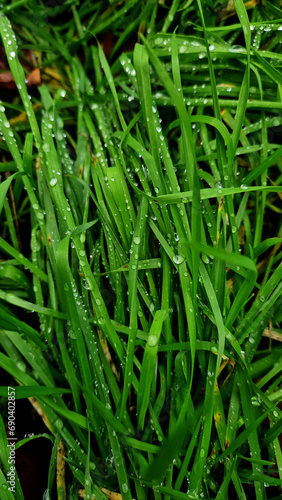 Green Grass with Water Drops. Green Fresh Summer Nature background.