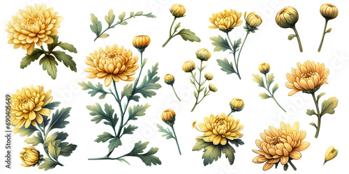 Set of yellow chrysanthemum flowers and leaves. photo