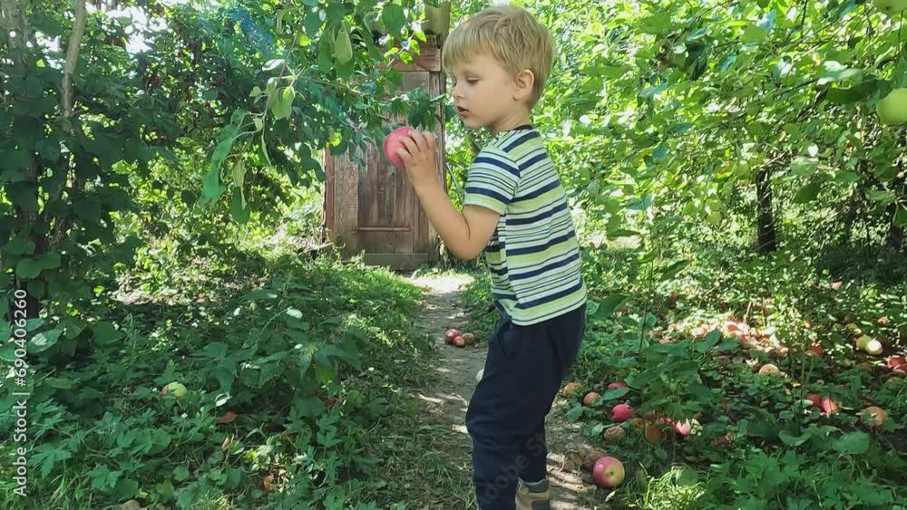 Child and ripe apples in the garden. Concepts of healthy fruits, vitamins, immunity, ecology, organic products, healthy eating, lunch break, harvesting, juices, vegetarianism, food, sweets, appetite Child and ripe apples in the garden. Concepts of healthy fruits, vitamins, immunity, ecology, organic products, healthy eating, lunch break, harvesting, juices, vegetarianism, food, sweets, appetite