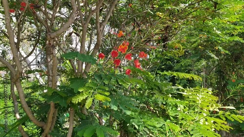 beautiful red and green Caesalpinia pulcherrima flowers in the mountain forest garden