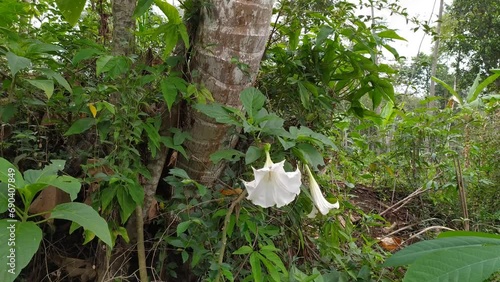 beautiful white Datura metel flowers in the mountain forest garden