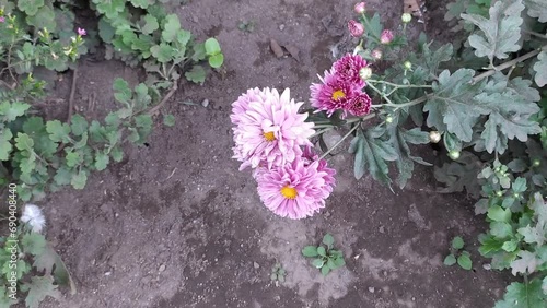 beautiful purple pink Chrysanthemum morifolium flowers in the mountain forest garden jungle