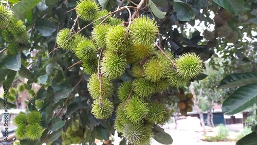 fresh fruits with local herritage indonesian pride called rambutan