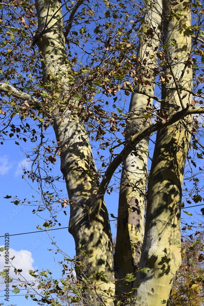 custom made wallpaper toronto digitalbirch in autumn