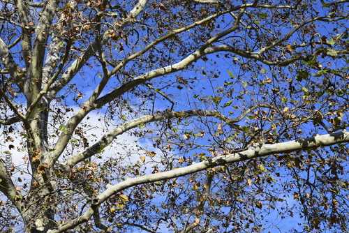 Wallpaper Mural branches of a tree against sky Torontodigital.ca