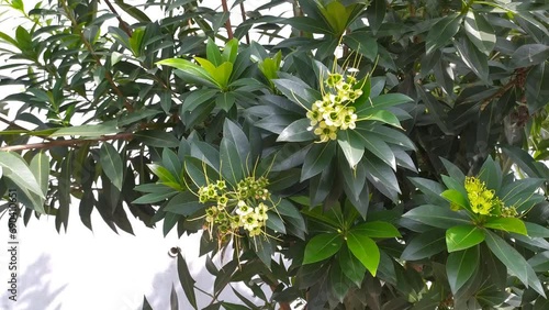 beautiful yellow Xanthostemon chrysanthus flowers in the mountain forest