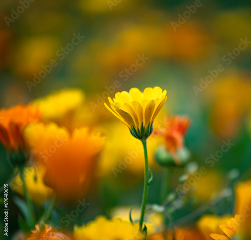 Fototapeta Naklejka Na Ścianę i Meble -  Marigold flower in the garden. Colorful spring and summer background. 