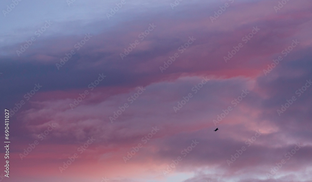 Lonely black bird flying over the clouds.