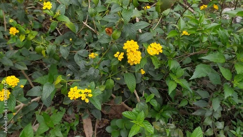 beautiful yellow Lantana camara flowers in the garden