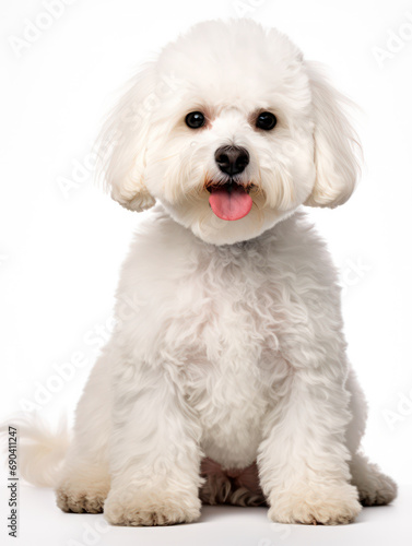 Obraz na płótnie Bichon frisé Studio Shot Isolated on Clear Background, Generative AI w salonie
