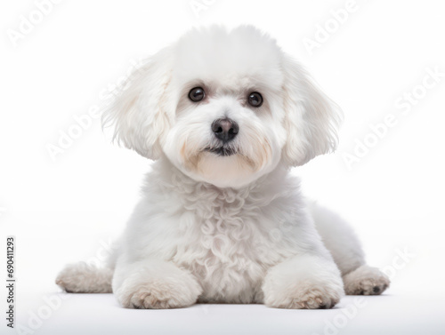 Obraz na płótnie Bichon frisé Studio Shot Isolated on Clear Background, Generative AI w salonie