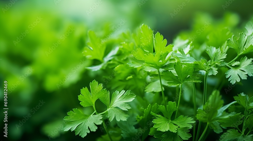 A selective focus and blurry background are present in this photo of green parsley in the garden A selective focus and blurry background are present in this photo of green parsley in the garden