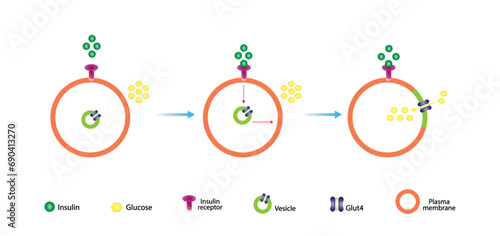 Insulin mechanism of action, regulates glucose metabolism and glucose blood level. Insulin is the key that unlocks glucose channel. Insulin resistance. Vector illustration.