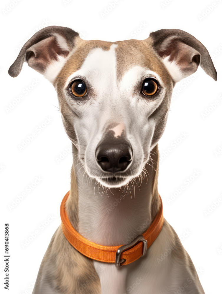 Whippet Dog Studio Shot Isolated on Clear Background, Generative AI Whippet Dog Studio Shot Isolated on Clear Background, Generative AI
